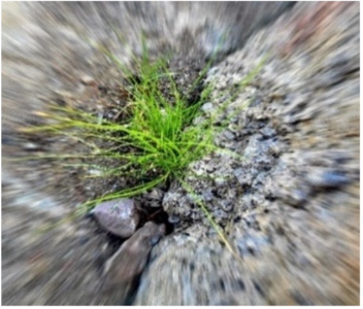 VOKSENLIVET MED ADHD